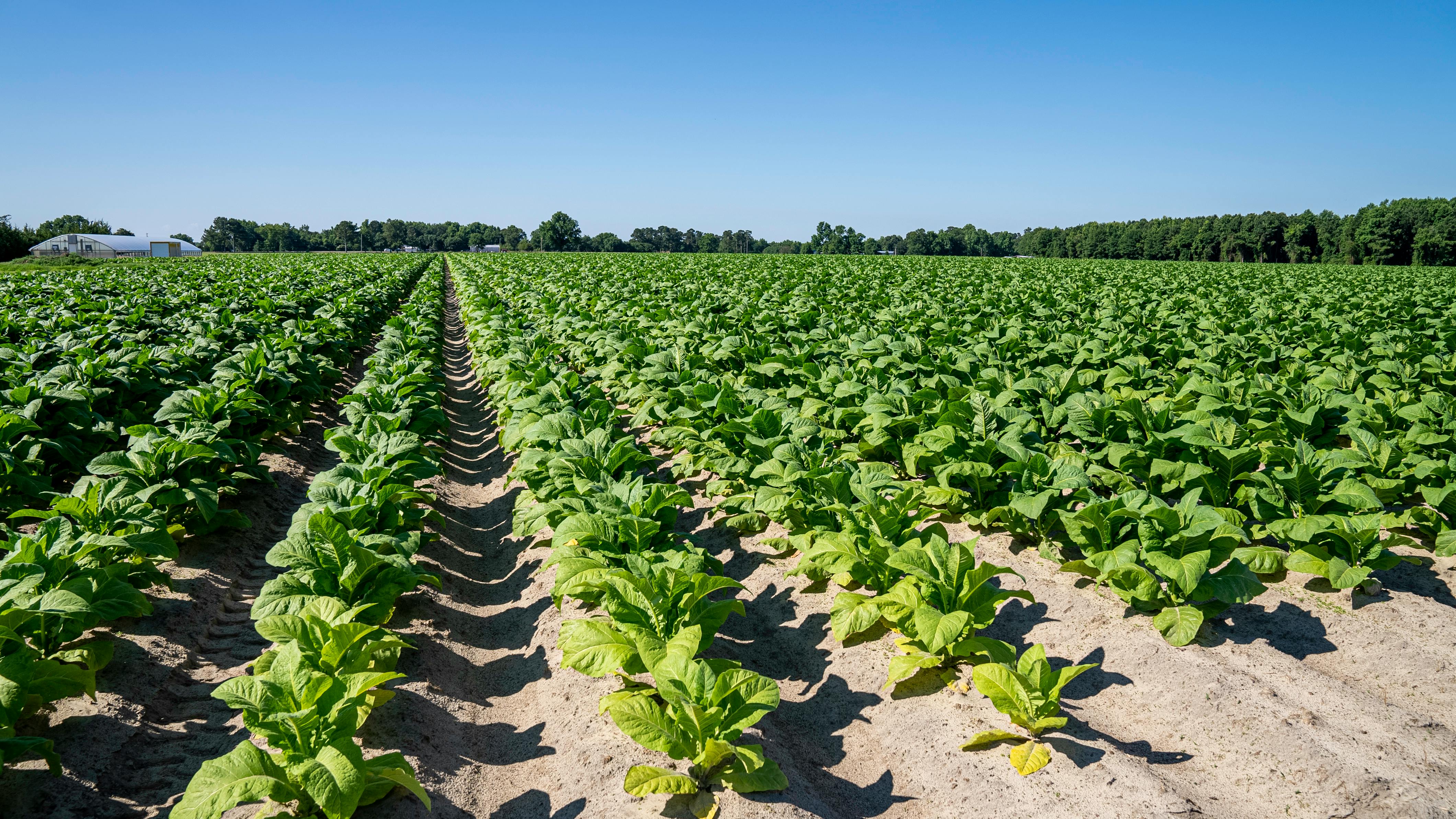 Tobacco fields during harvest